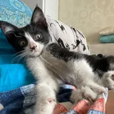 Котенок в добрые руки 1