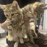 Котята 1