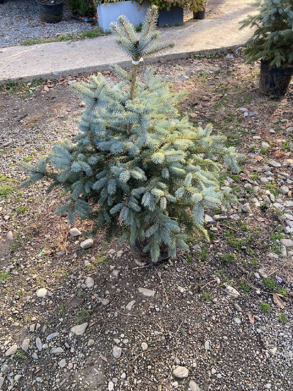 Ёлка пышная 120-130 см 5