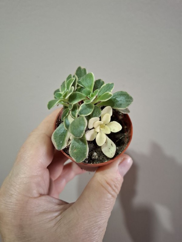 Рассада перцев, суккуленты, сингониум, эхеверия, алоэ, индийский лук 3