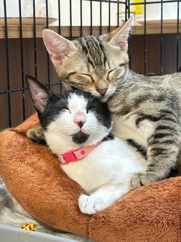 Кошка Малинка 4 месяца в дар 4