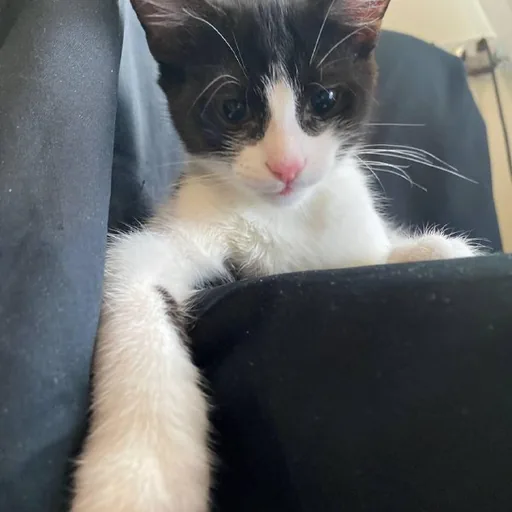 Кошечка Глаша
