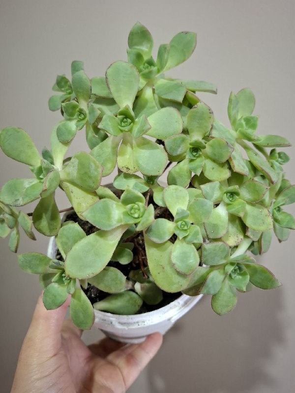 Рассада перцев, суккуленты, сингониум, эхеверия, алоэ, индийский лук 8