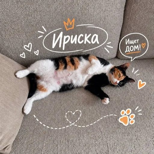 Ириска, ласковая стерилизованная кошечка