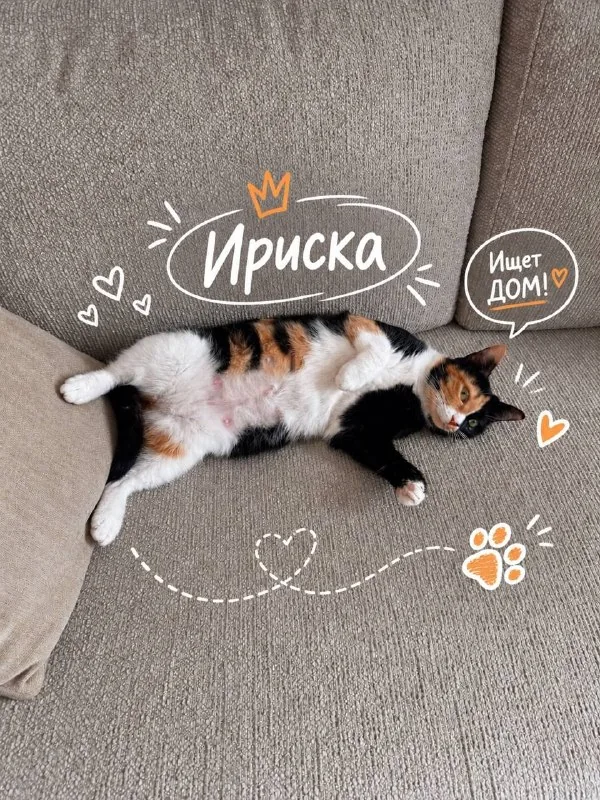 Ириска, ласковая стерилизованная кошечка 1