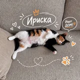 Ириска, ласковая стерилизованная кошечка 1