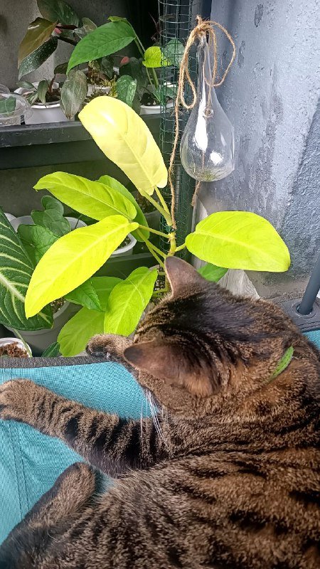 Филодендрон Голди Лок растение 4