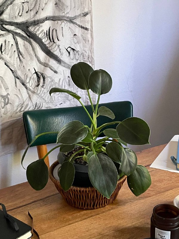 Цветок в горшке Philodendron Rojo Congo