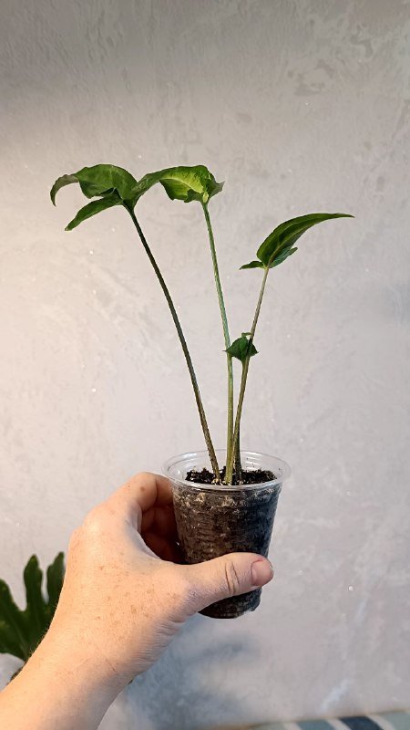 Растения: Циссус триколор, Сингониум, Фикус Мелани 4