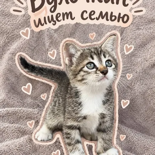 Котенок Булочкин ищет семью