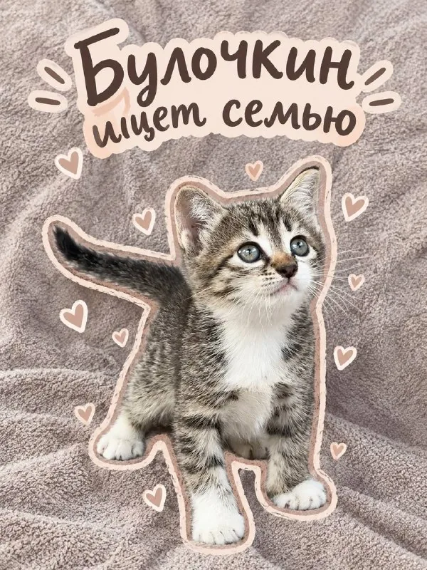 Котенок Булочкин ищет семью