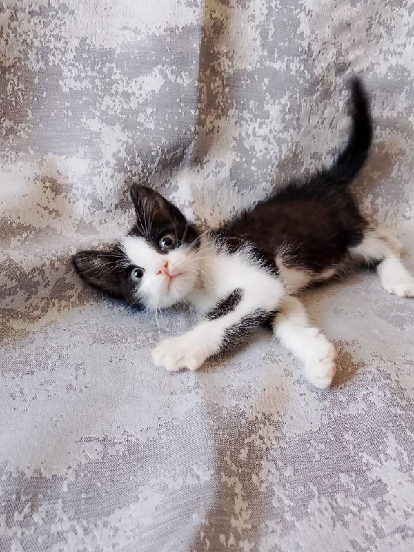 Котята черно-белые для дома, сестрёнки Марси и Леди 5