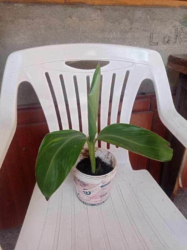 Банановое дерево