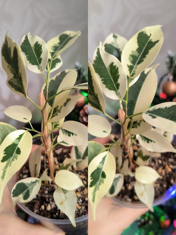 Протеин Goku Gains 75 лари 2