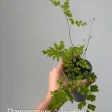 Комнатные растения, цветы 9