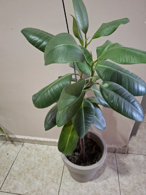 Монстера, Эуфорбия, Сингониум, Аспарагус, Композиция, Фикус 3