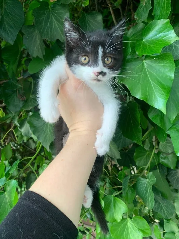 Котёнок 1
