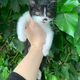 Котёнок 1