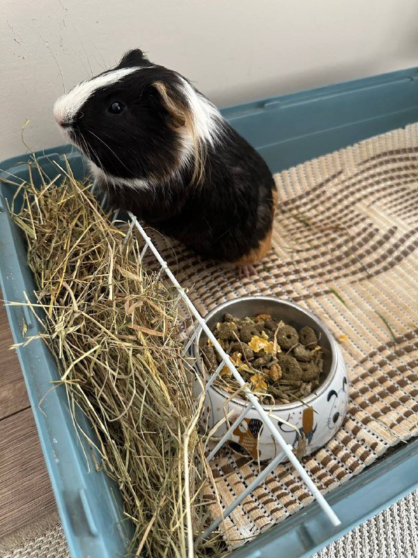 Морская свинка Пуфи с клеткой и аксессуарами 2