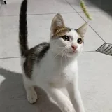 Котята 3