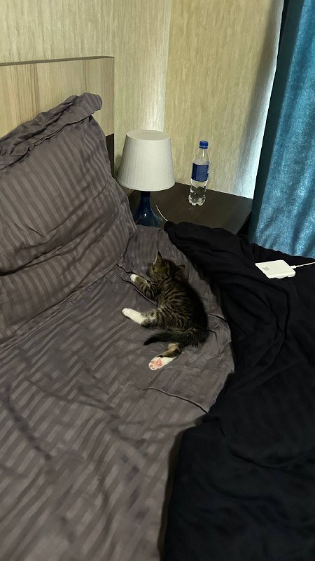 Котёнок Ричи ищет дом и хозяина 4