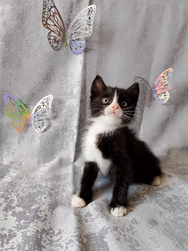 Котята черно-белые для дома, сестрёнки Марси и Леди 2