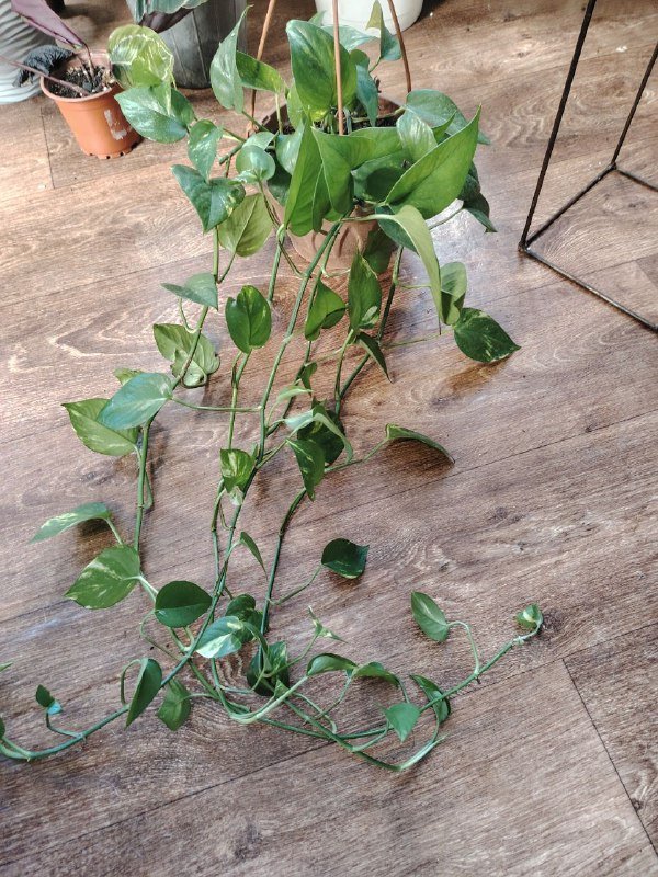 Сингониум ушколистный, Филодендрон Майо, Филодендрон неон, Калатея, Сциндапсус, Стрелиция Николая 5