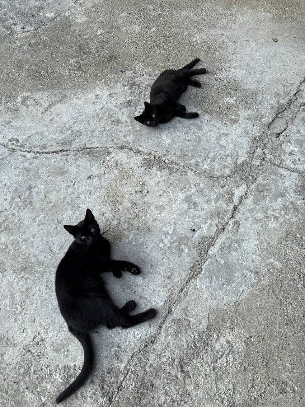 Котята брат и сестра в добрые руки 3