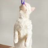 Кошка Луми 3