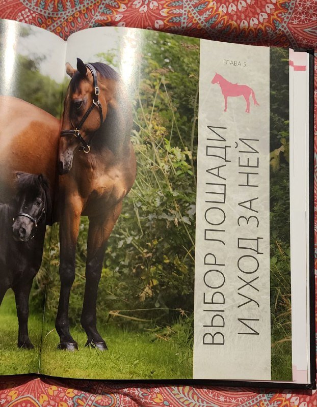 Энциклопедия ЛОШАДИ от истории до ухода 6