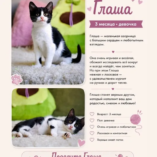Глаша, котёнок