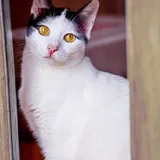Кошечка Мерилин 2