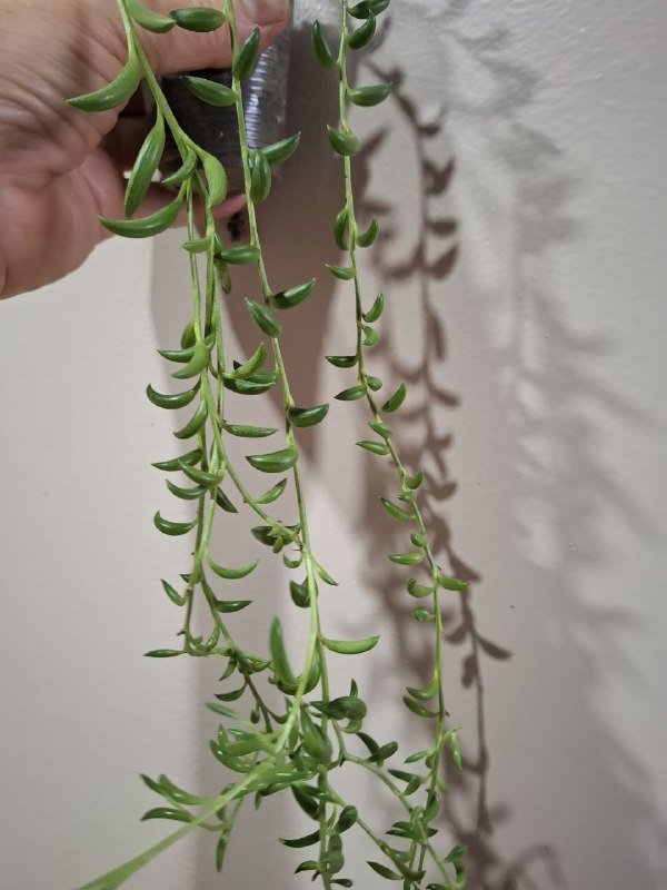 Сукуленты, филодендрон, хлорофитум, каланхоэ, папоротник, бананы 10