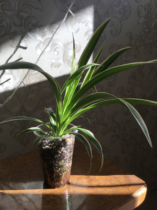 Комнатное растение, солнечные очки, наколенник, зонтик, пододеяльник, бутылка, коралки, шапочка, плюшевый мишка 3