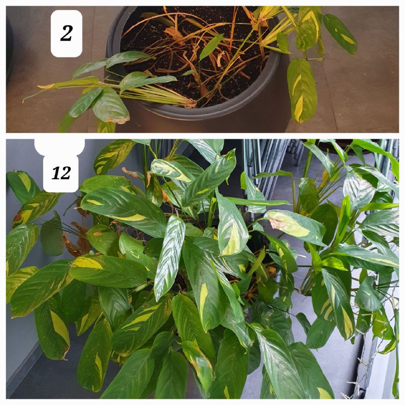 Цветы в горшках, домашние растения, взрослые деревья 2