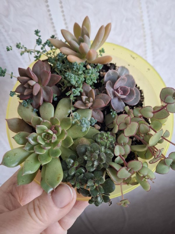 Сукуленты, филодендрон, хлорофитум, каланхоэ, папоротник, бананы