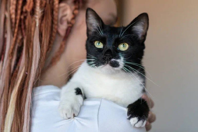 Кошка Лума 1,5 года для дома 4