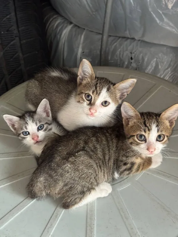 Котята