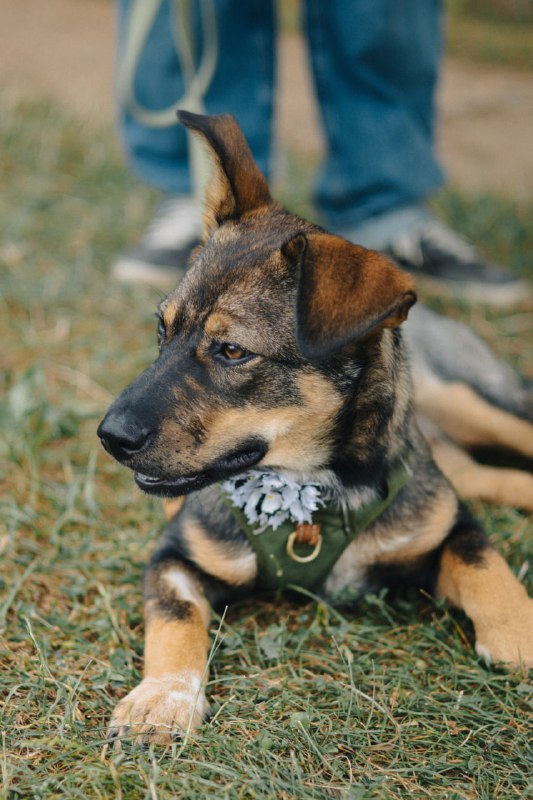 Щенок Топа ищет дом 4