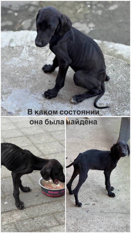 Собака девочка ищет новый дом 2
