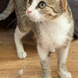 Кошечка ищет дом 4