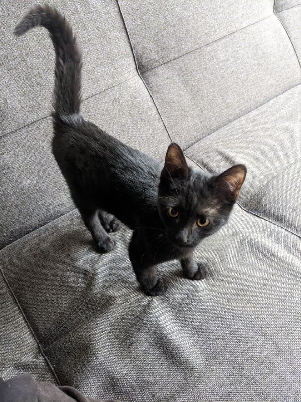 Черный котёнок ищет дом 2