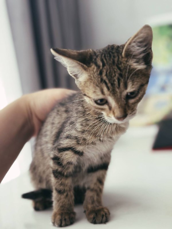 Котенок девочка ищет дом 3