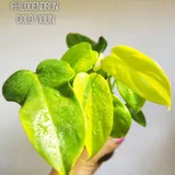 Комнатные растения, цветы 7
