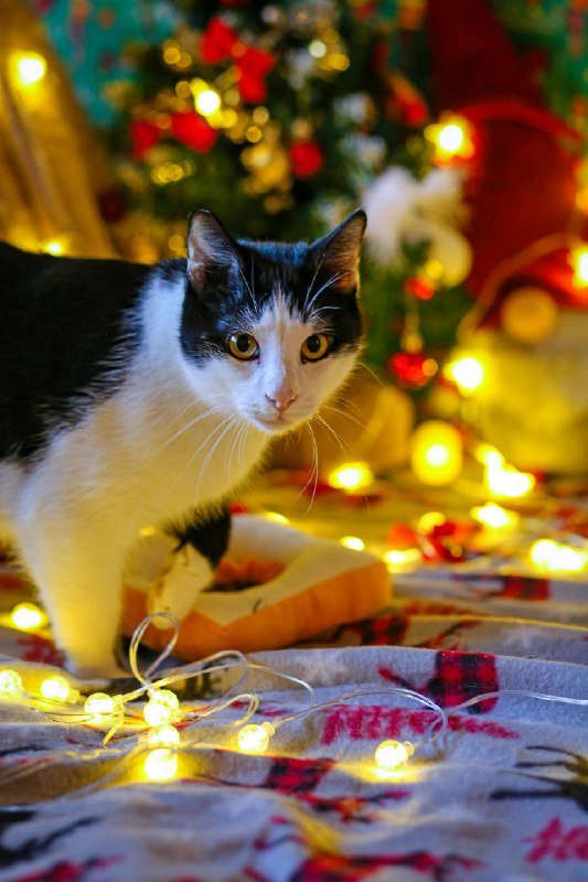 Коты Мамонт и Доминик