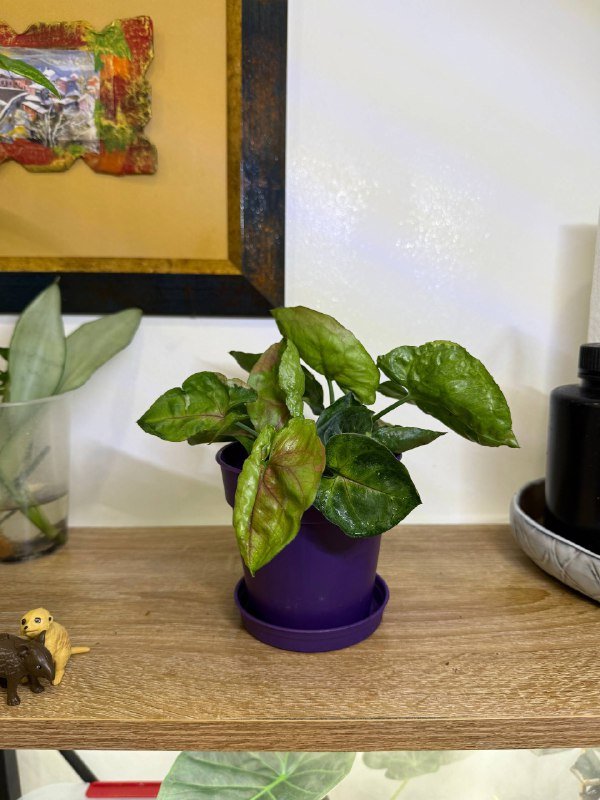 Комнатные растения с горшками 2