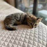 Kitten to a good home 3