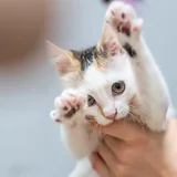 Котенок Лёля 1