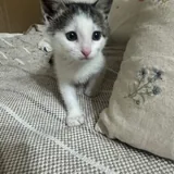 Котята, кошка Янья, кошка Бяка 2