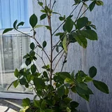 Гардения жасминовидная 2